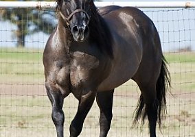 Quarter Horse (Quarter Horse, Stallion) in Gainesville, TX