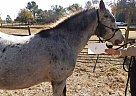 Appaloosa - Horse for Sale in Southern Pines, NC 28387 Appaloosa - Horse for Sale in Southern Pines, NC 28387