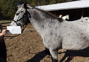 Rhino (Appaloosa, Gelding) in Southern Pines, NC