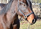 Quarter Horse Gelding for Sale in Cummings, North Dakota Quarter Horse Gelding for Sale in Cummings, North Dakota