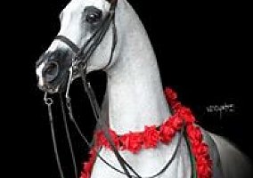 Stud (Arabian, Stallion) in Keystone Heights, FL