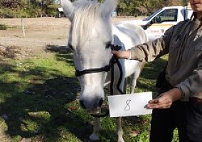 Sugar (Pony (Welsh, POA, Shetland, Connemara), Mare) in Southern Pines, NC