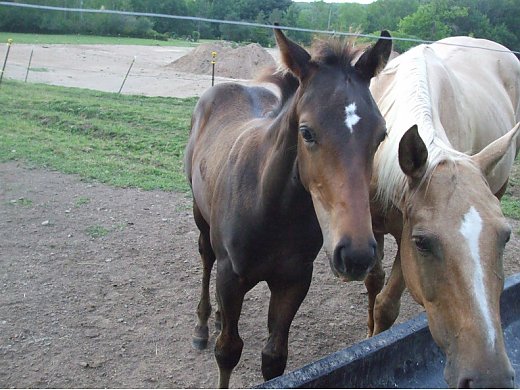 Well-Bred QH Broodmare