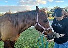 Quarter Horse - Horse for Sale in Ft. Myers, FL 33971