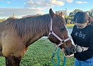 Quarter Horse - Horse for Sale in Ft. Myers, FL 33971 Quarter Horse - Horse for Sale in Ft. Myers, FL 33971