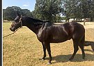 Quarter Horse Gelding for Sale in Flint, Texas Quarter Horse Gelding for Sale in Flint, Texas