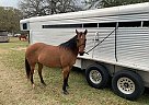 TK - Mare in Waco, TX TK - Mare in Waco, TX