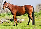 Prince - Gelding in Stockton, CA Prince - Gelding in Stockton, CA
