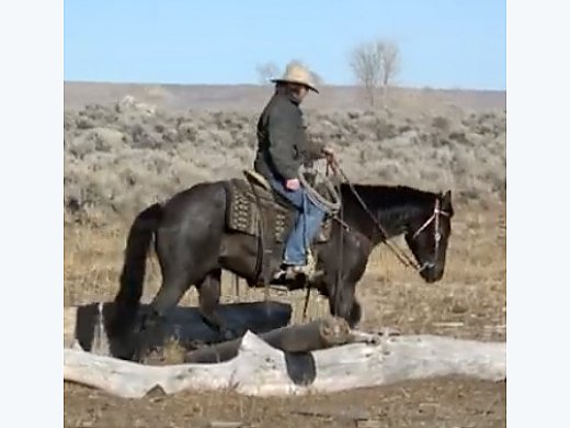 Blue Roan Gelding