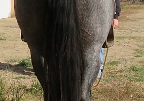 Quarter Horse (Quarter Horse, Gelding) in Rapid City, SD