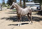 Andalusian - Horse for Sale in CANYON COUNTRY, CA 91387