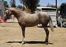Andalusian - Horse for Sale in CANYON COUNTRY, CA 91387