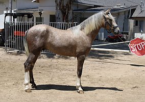 Andalusian / PRE