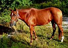 Docsbluesparkle Appendix Mare