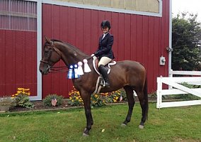 Fitz (Warmblood, Gelding) in Sterling, MA