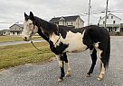 Paint - Horse for Sale in Lancaster, PA 17516
