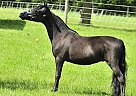 Miniature - Horse for Sale in Sugarloaf, PA 18249