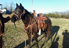Missouri Fox Trotter (Missouri Fox Trotter, Mare) in Poteau, OK