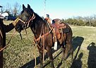 Missouri Fox Trotter - Horse for Sale in Poteau, OK 74953