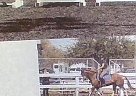 Paint Mare for Sale in Grant-Valkaria, Florida Paint Mare for Sale in Grant-Valkaria, Florida