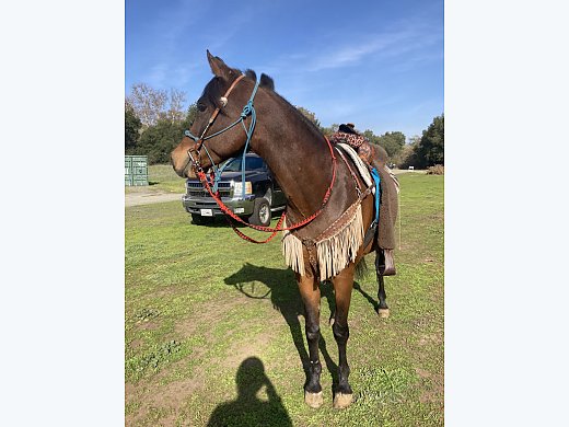 Perfect Family Trail Horse