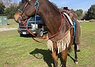 Arabian - Horse for Sale in San Jose, CA 95120