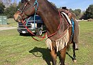 Arabian - Horse for Sale in San Jose, CA 95120 Arabian - Horse for Sale in San Jose, CA 95120
