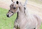 Miniature Stallion for Sale in Sugarloaf, Pennsylvania Miniature Stallion for Sale in Sugarloaf, Pennsylvania