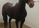Quarter Horse Gelding for Sale in Palmer, Texas Quarter Horse Gelding for Sale in Palmer, Texas