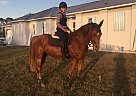 Appendix - Horse for Sale in Estero, FL 33967 Appendix - Horse for Sale in Estero, FL 33967