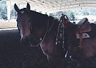 Trail/Beginner Horse for Sale Morgan Stallion