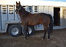 Rifle - Gelding in Scenic, AZ Rifle - Gelding in Scenic, AZ