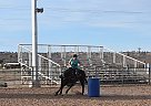 Jeff - Gelding in Scenic, AZ Jeff - Gelding in Scenic, AZ