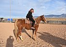 Cream Sickle - Gelding in Scenic, AZ Cream Sickle - Gelding in Scenic, AZ