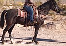 Venom - Gelding in Scenic, AZ Venom - Gelding in Scenic, AZ