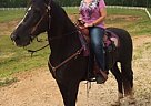 - Gelding in Poplar Bluff, MO - Gelding in Poplar Bluff, MO