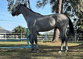 Thoroughbred (Thoroughbred, Gelding) in Parrish, FL