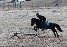 Hackney - Horse for Sale in Laporte, CO 80535 Hackney - Horse for Sale in Laporte, CO 80535