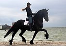 Friesian - Horse for Sale in Fairfax, CA 94930 Friesian - Horse for Sale in Fairfax, CA 94930