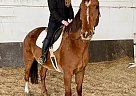 Nashville - Gelding in EdenValley, ON Nashville - Gelding in EdenValley, ON