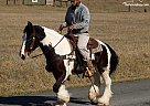 Gypsy Vanner - Horse for Sale in Tompkinsville, KY 42167 Gypsy Vanner - Horse for Sale in Tompkinsville, KY 42167