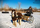 Shetland Pony - Horse for Sale in Fort Collins, CO 80524 Shetland Pony - Horse for Sale in Fort Collins, CO 80524