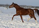 Asha - Mare in Tallinn, Asha - Mare in Tallinn,