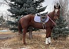 Quarter Horse - Horse for Sale in Fort Collins, CO 80524 Quarter Horse - Horse for Sale in Fort Collins, CO 80524