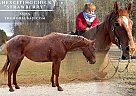 Quarter Horse - Horse for Sale in Huntingdon, TN 65742
