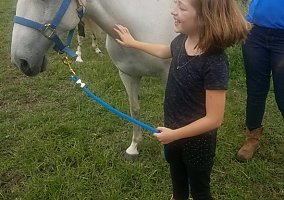 Paso Fino (Paso Fino, Mare) in Mahomet, IL