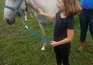 Paso Fino - Horse for Sale in Mahomet, IL 61853