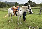Pony - Horse for Sale in Napa, CA 94558
