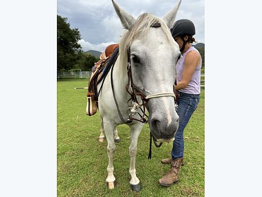 Stunning Welsh X TB Grey Mare