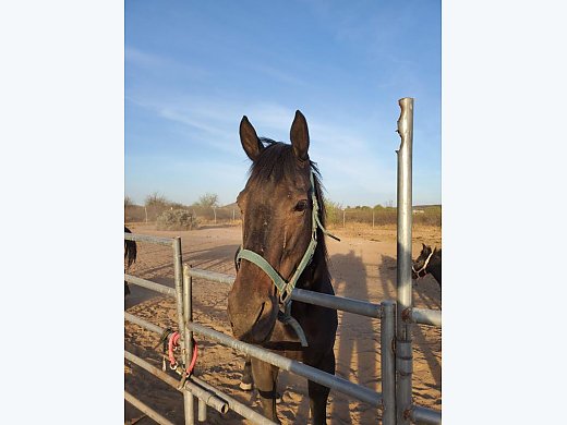 TB Mare For Sale